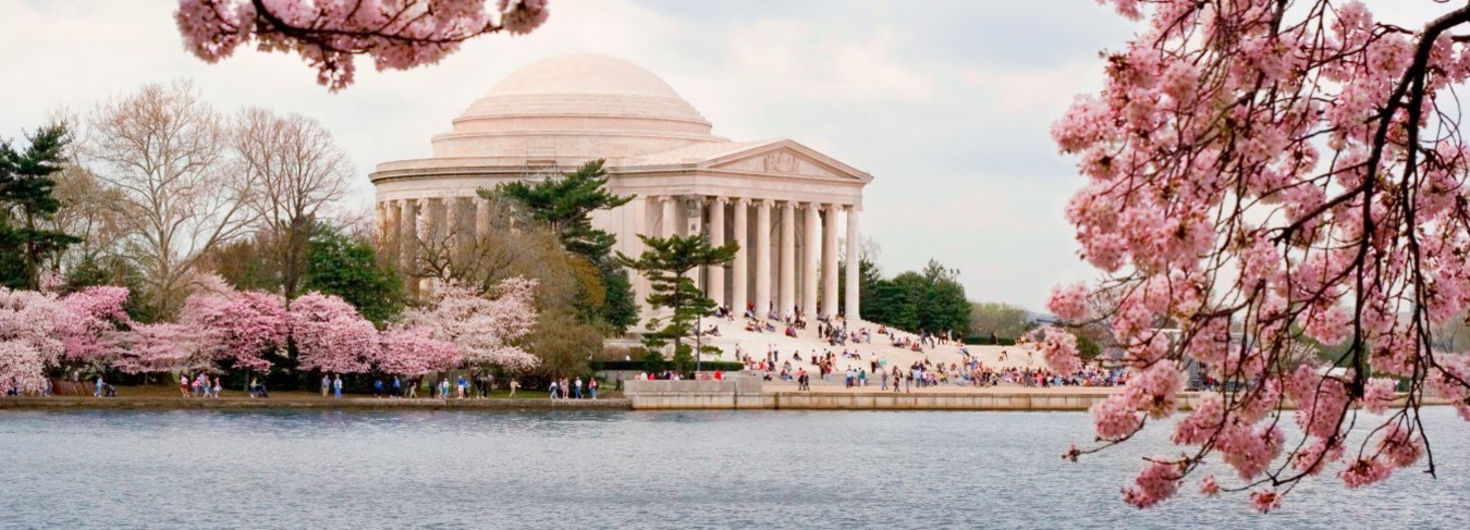 DC Cherry Blossoms. Jefferson Memorial 