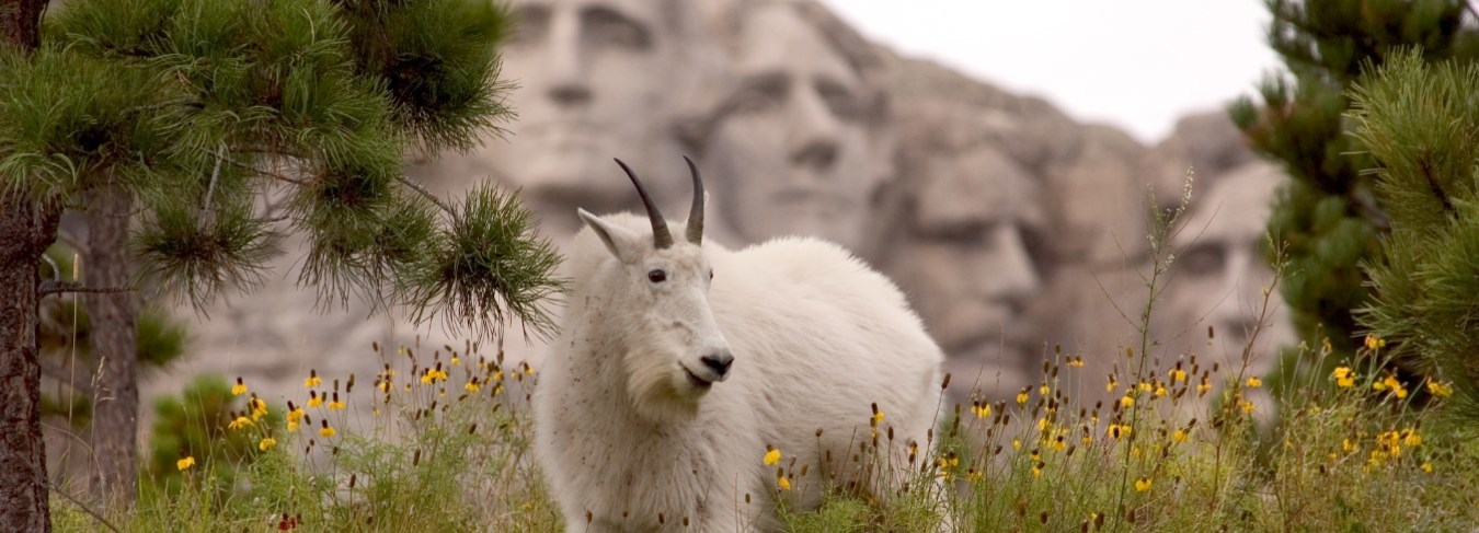 Mountain Goat, South Dakota