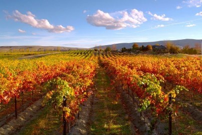 WA, Autumn Vineyard