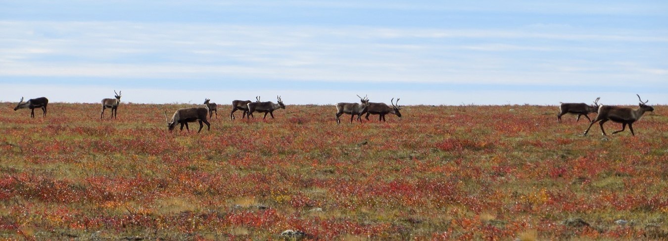 MB, CW caribou on tundra, 